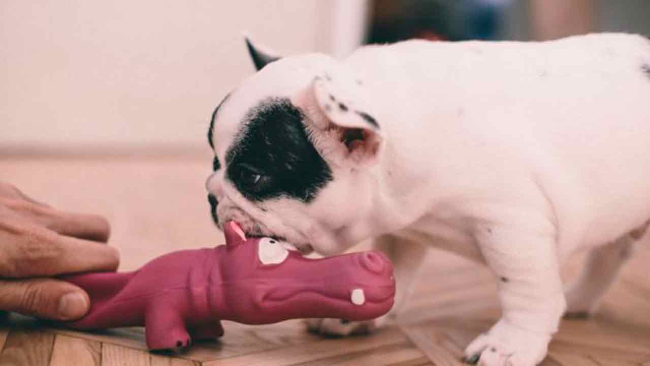 Cane in quarantena? Ecco dei giochi fai da te per stimolarlo!