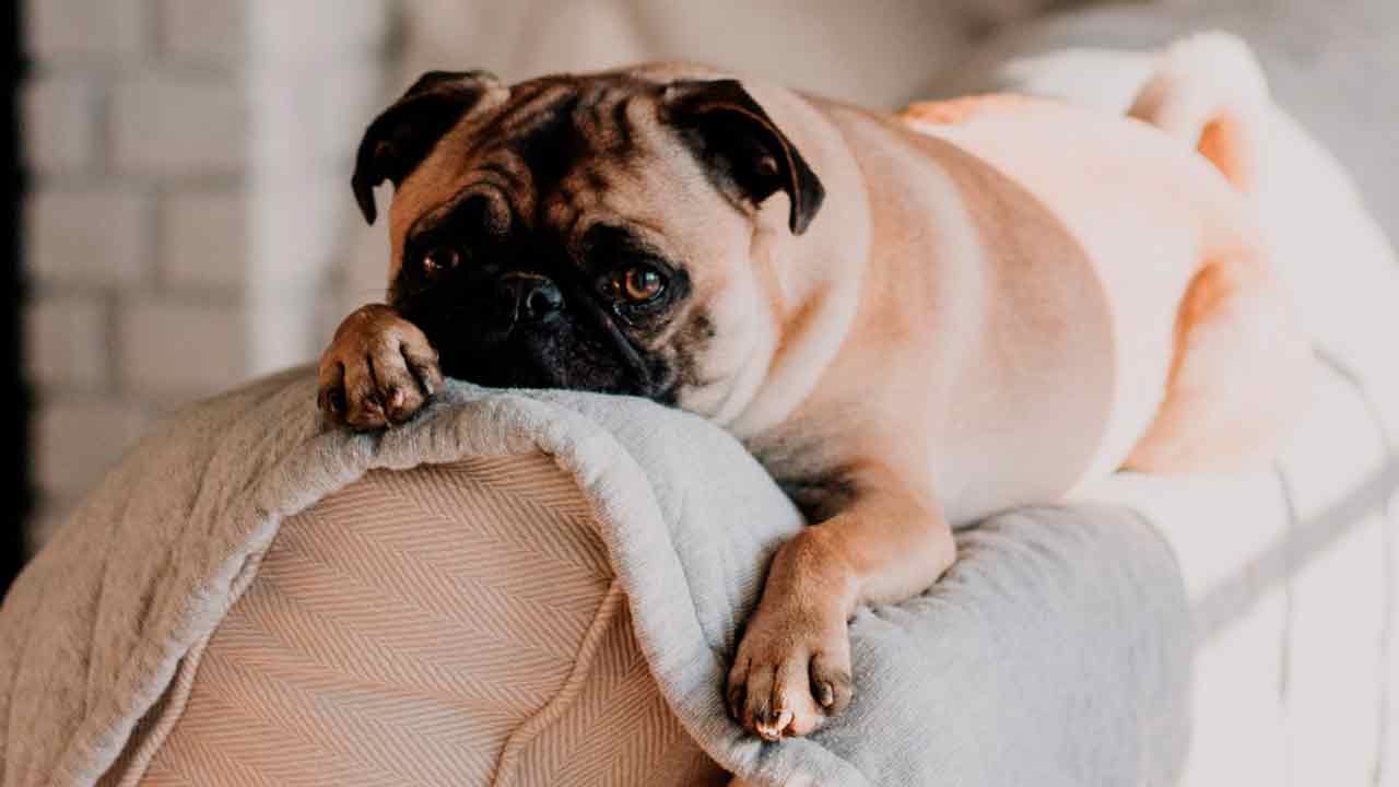Perché il mio cane fa così?