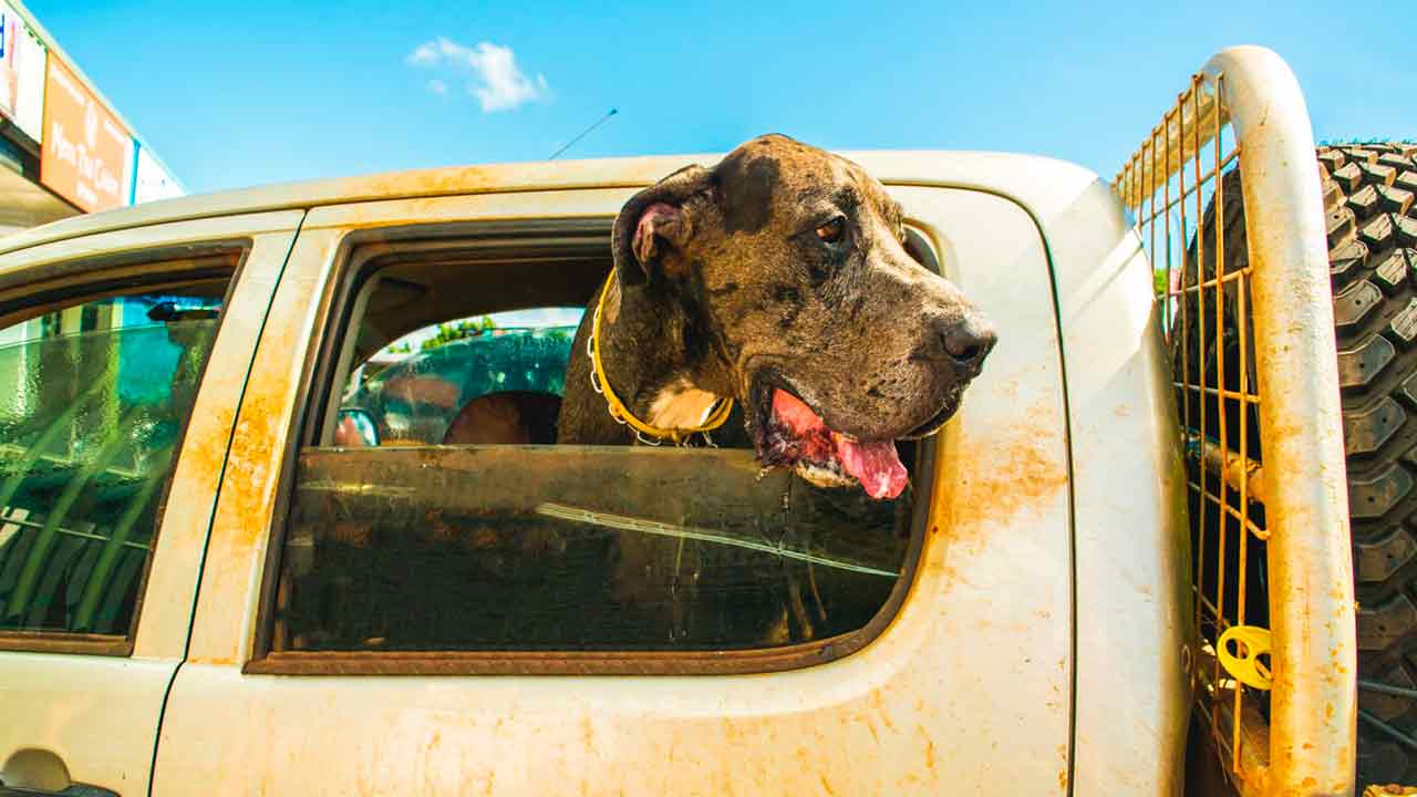 Storia dei "cani Cenerentola": gli alani abbandonati che divennero reali
