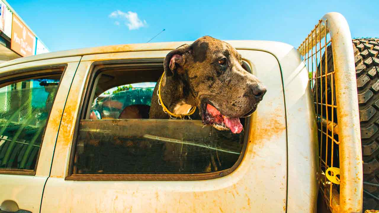 Storia dei "cani Cenerentola": gli alani abbandonati che divennero reali