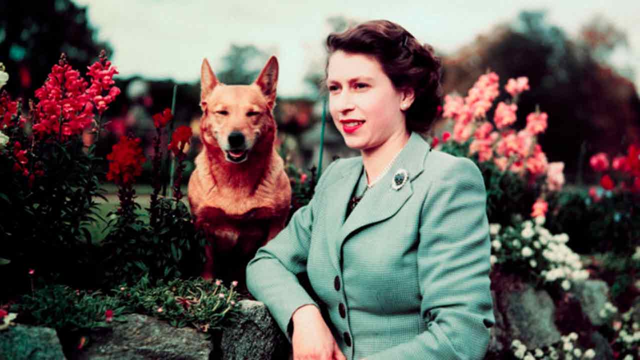 Cani reali e dove trovarli: il Corgi.