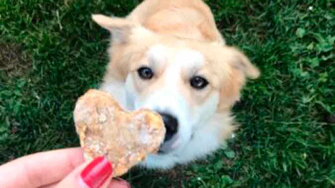 Doggy cookies ai tempi della quarantena