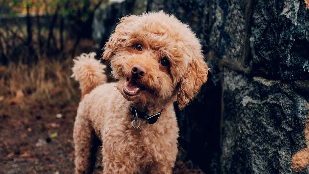 Il cane capisce le nostre parole?