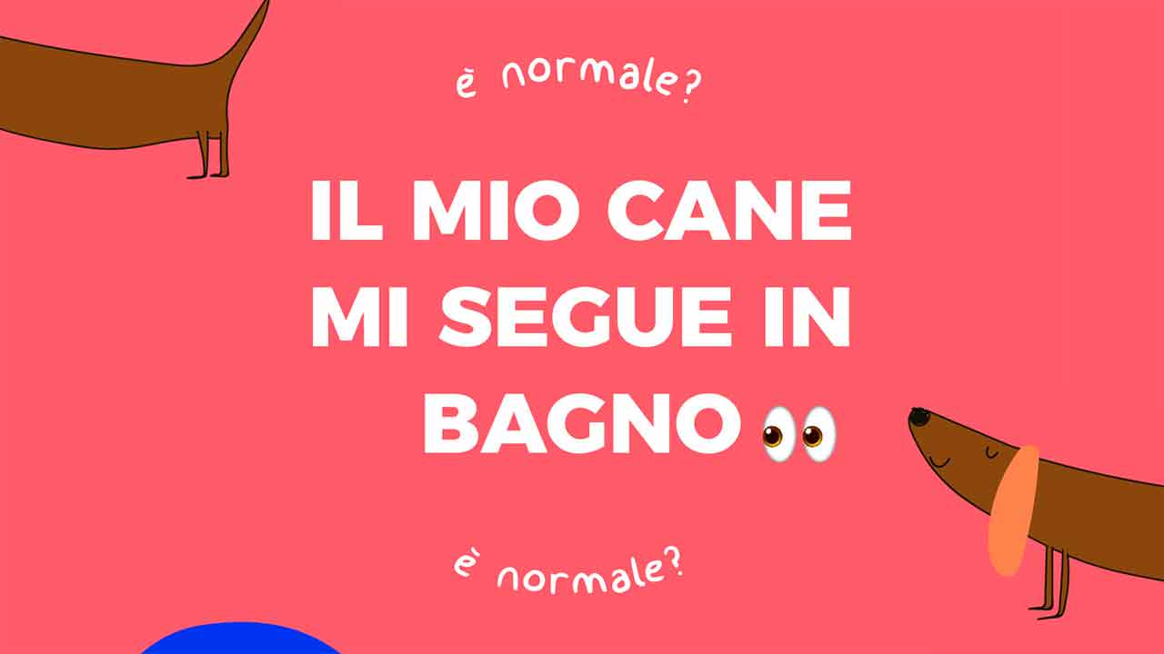 Il mio cane mi segue in bagno. E’ normale?