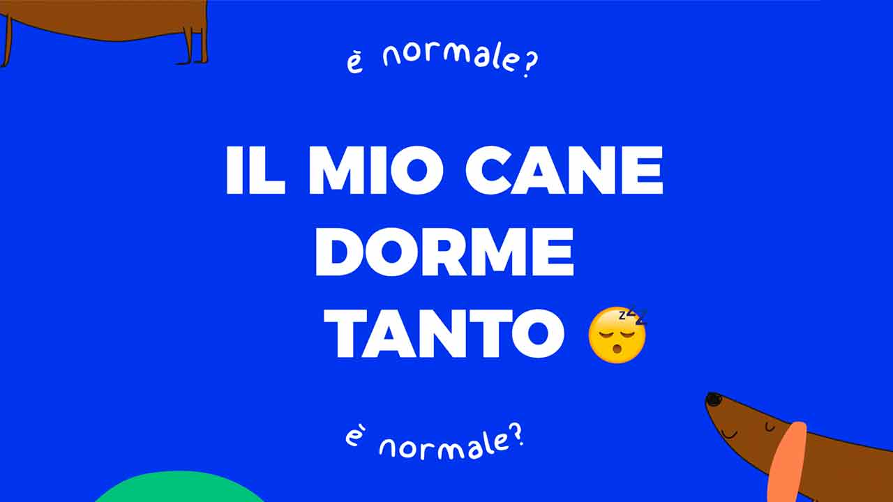 è normale che il cane dorma tanto?
