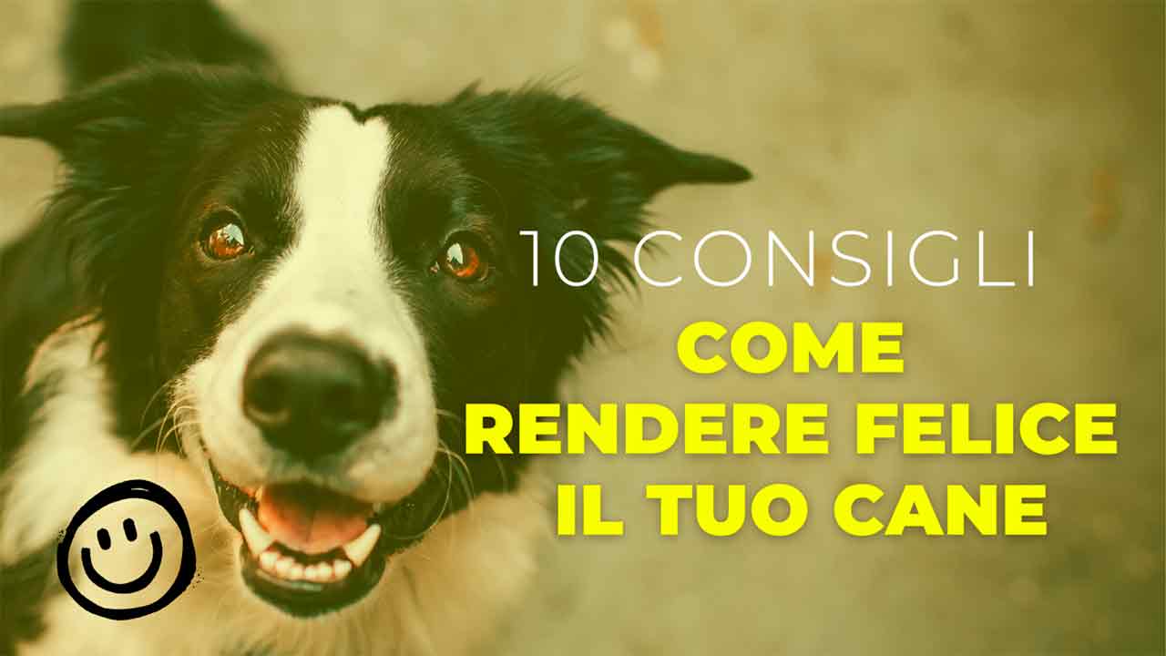 10 CONSIGLI PER RENDERE FELICE IL TUO CANE