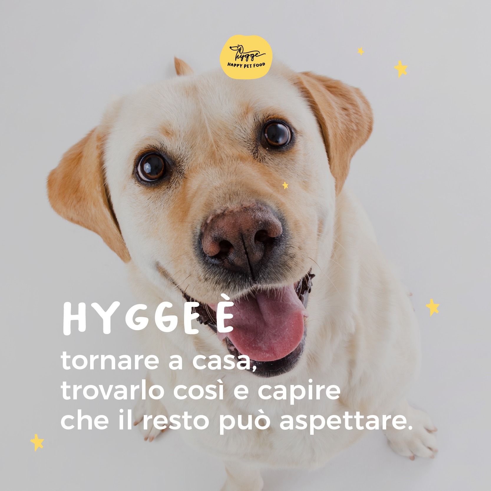 Hygge Dog