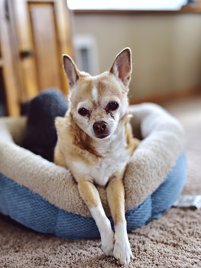 Chihuahua adulto e anziano: l'alimentazione ideale