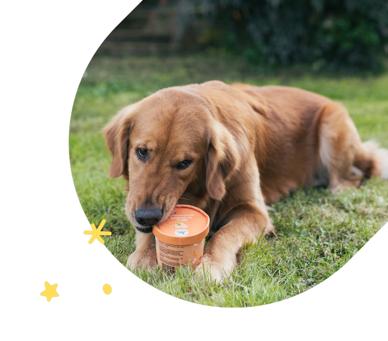 Hygge Dog