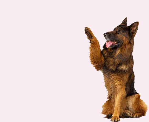 abbonamento_dog.jpg