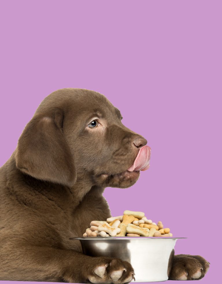 biscotti_lilla.jpg